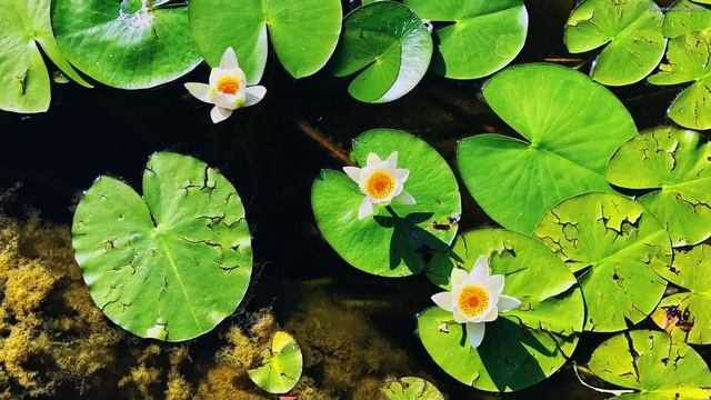 Красивая музыка для души! Самые красивые и волшебные песни о любви! Лучшая музыка Сергея Грищука смотреть онлайн