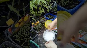 Проращивание семян кабачков