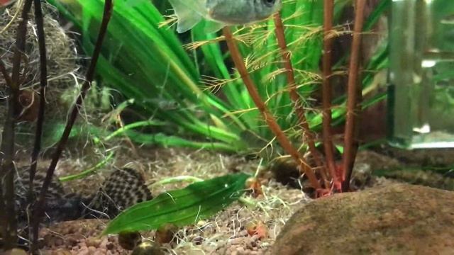 Мальки бриллиантовых тетр смотреть онлайн