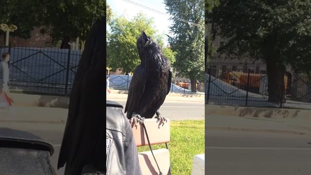 Чёрный ворон Тень принимает солнечные ванны. смотреть онлайн