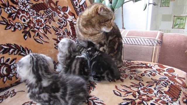 шотландские котята смотреть онлайн