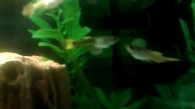 Гуппи немецкие желтые два самца, разборки смотреть онлайн