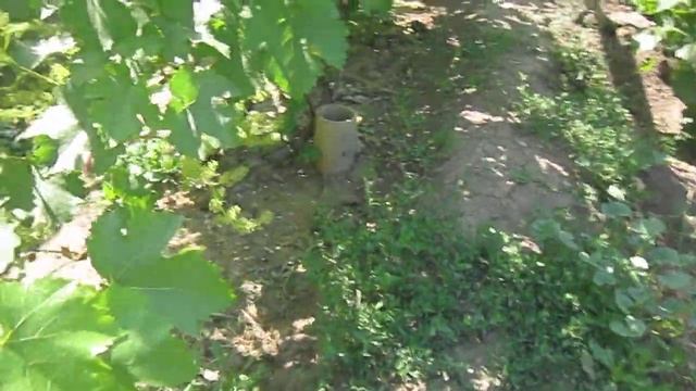 Цветение виноградника на моем участке г.Палласовка смотреть онлайн