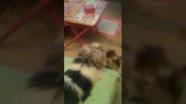 Мы купили щенков! Первые дни дома. смотреть онлайн