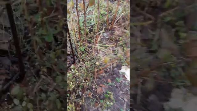 Как и когда пересаживать малину смотреть онлайн