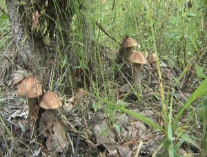 Готовь корзинку !