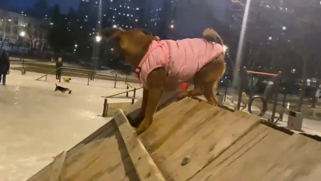 Собачка обезьянка ! Пти брабансон Марта оттачивает мастерство!