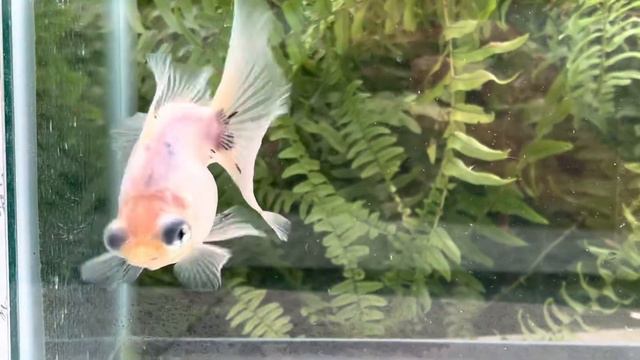 9411 female white matte telescope butterfly смотреть онлайн