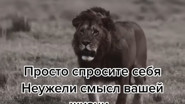 В чëм заключается смысл вашей жизни #жизнь #смыслжизни смотреть онлайн