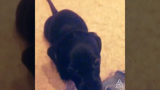 Прекрасные породистые щенки гладкошерстной карликовой таксы смотреть онлайн