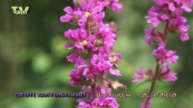 Flora View - Grote Kattenstaart - Lythrum salicaria - Purple Loosestrife смотреть онлайн