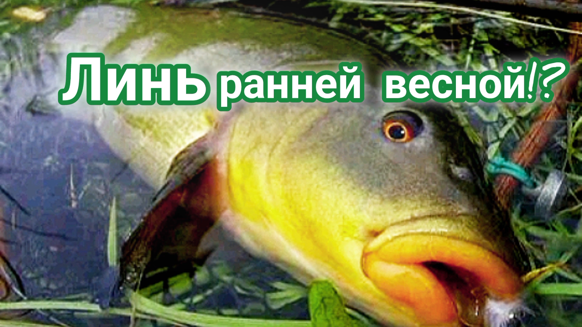 Где ловить линя весной? На что клюёт линь ранней весной?! Место ловли линя весной! Весенний линь!!!