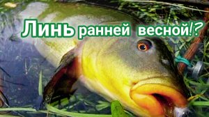 Где ловить линя весной? На что клюёт линь ранней весной?! Место ловли линя весной! Весенний линь!!!