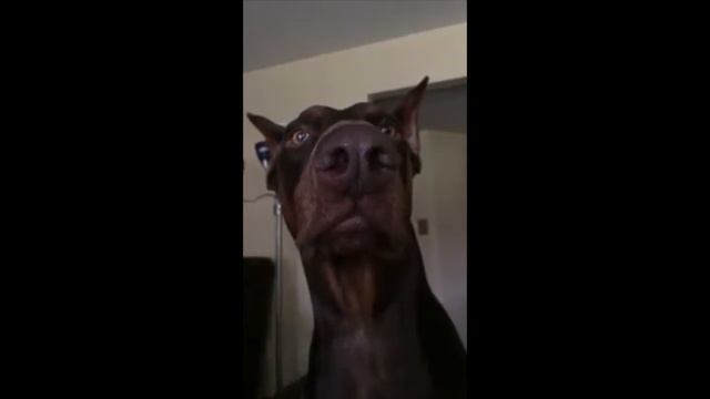 Doberman Pinscher Stalking - The Hunt Is On смотреть онлайн