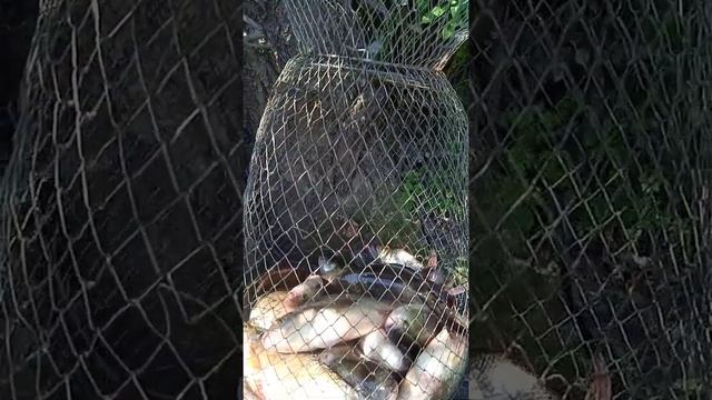 Рыбалка на реке Оке утром на горох поймал 11кг смотреть онлайн