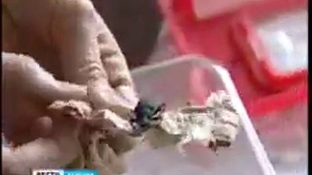 Летучая мышь в квартире Петрозаводска смотреть онлайн