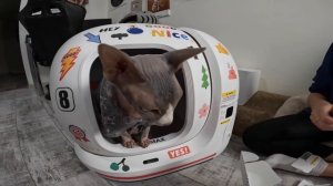 Petkit Pura Max - самый дорогой подарок в жизни Мэни ?? Обзор автоматического лотка