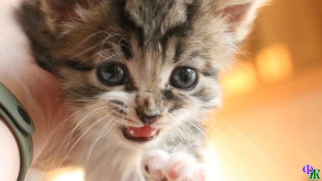 Соседка принесла котёнка, который остался без мамы. А когда он окреп, вдруг попросила обратно смотреть онлайн