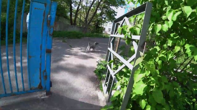 ЭКСКУРСИЯ по Зеленому Киеву НА ЭЛЕКТРОСАМОКАТЕ / Богдан Приходько смотреть онлайн