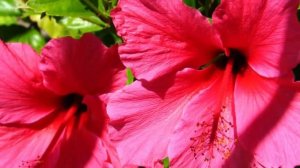 Почему Гибискус называют Цветком Смерти? Китайская Роза – приметы и суеверия!