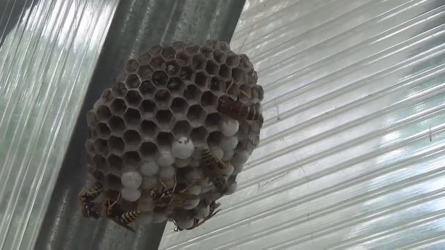 Как уничтожить осиное гнездо. How to destroy the hornets' nest. смотреть онлайн