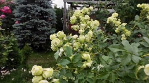 Роза "Лавли Грин"