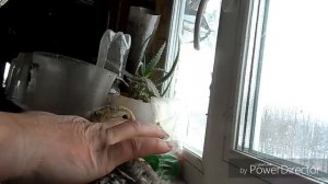 Утята,расклёв,подрезаю клюв,лечу раны.