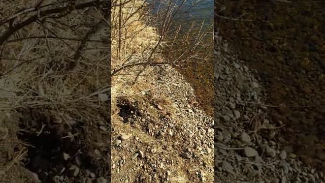 Выдра, Ондатра в Красноярске смотреть онлайн