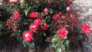 Роза Ностальжи (Nostalgie).