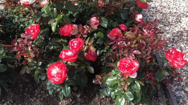 Роза Ностальжи (Nostalgie).