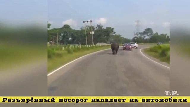 Леопард вырвал из пасти добычу крокодила #не смотреть онлайн