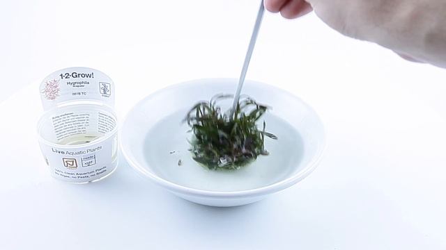 Hygrophila 'Araguaia' смотреть онлайн