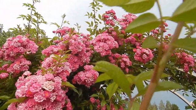 Цветение роз плетистых мелкоцветковых.Обилие и мощь. смотреть онлайн