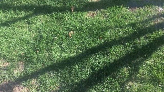 Восстановление газона после зимы ... Газонная трава в саду смотреть онлайн