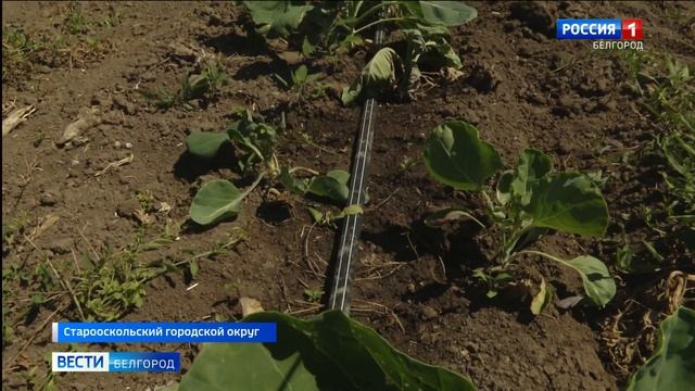 В Старооскольком округе семья фермеров взялась за выращивание брокколи и цветной капусты смотреть онлайн