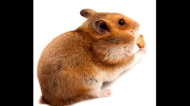 Уход за Сирийским Хомяком Всё о этом прекрасном создании смотреть онлайн
