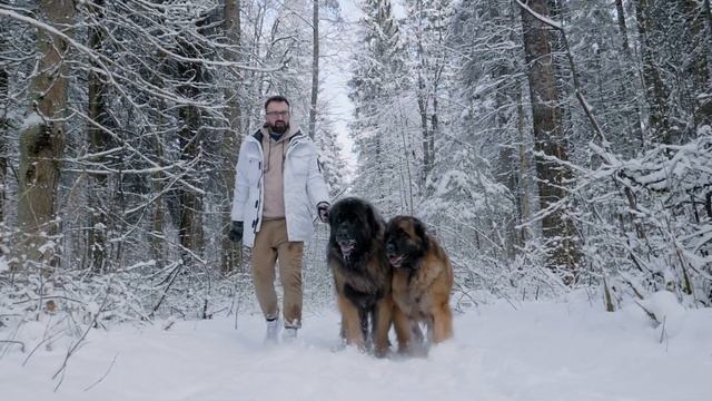 Леонбергеры. Питомник Grand Lion смотреть онлайн