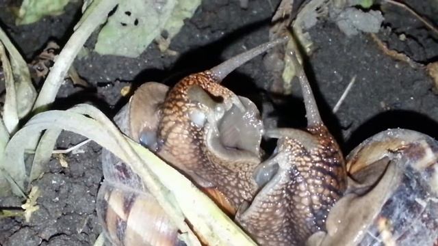 Брачный танец улиток смотреть онлайн