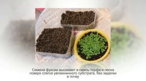 ФУКСИЯ домашняя. Все секреты ухода и размножения. Как ухаживать за фуксией