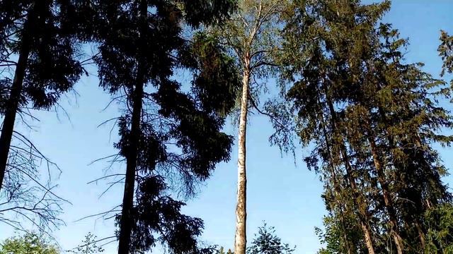 ФЛЕЙТА В ЛЕСУ! смотреть онлайн