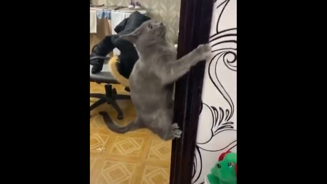 Смешные КОТЫ КОТИКИ КОТЯТА Приколы с животными #24 смотреть онлайн