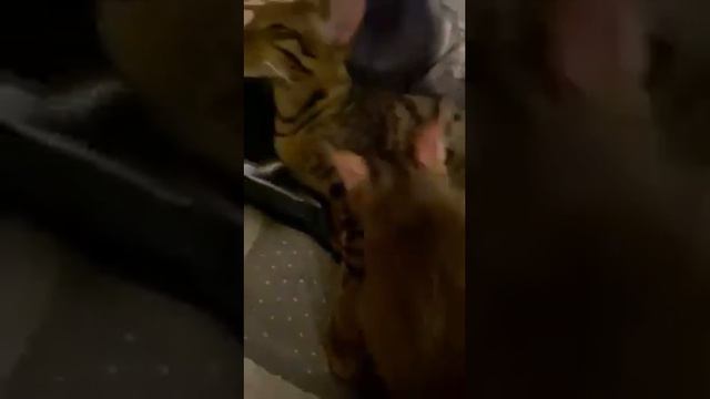 Pet exotic wild cats f1 Chausie jungle cat vs f2 leopard cat hybrid Chausie Vs Bengal Cat Fight смотреть онлайн