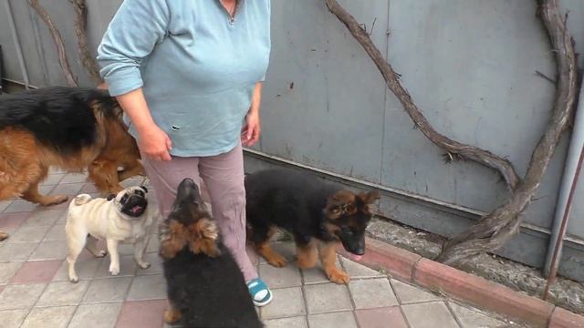 ШИКАРНЫЕ Щенки длинношерстной немецкой овчарки 3 месяца от Дакара и Юты. Одесса. Украина. смотреть онлайн