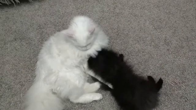Щенок ДОСТАЕТ кошку. The puppy PISSING OFF the cat. смотреть онлайн