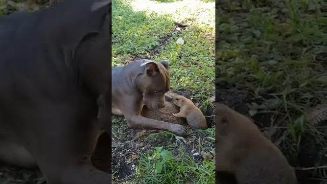 Чо тебе надо у меня дома? смотреть онлайн