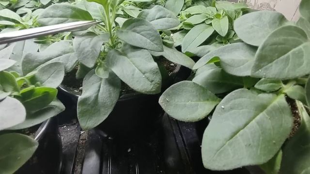 После такой прищипки Петуния нарастит пышный куст. Как из худой петунии вырастить цветущий шар. смотреть онлайн