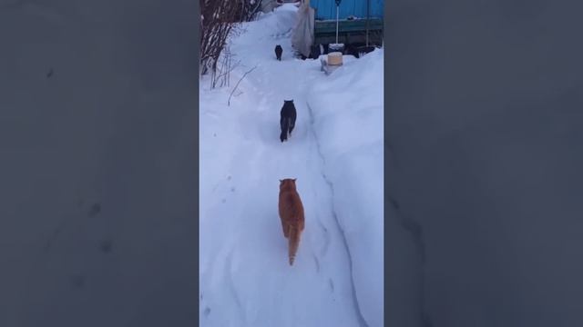 Видео с животными с забавной озвучкой смотреть онлайн