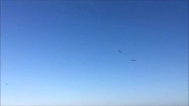 Море и коршуны в поисках рыбы. смотреть онлайн