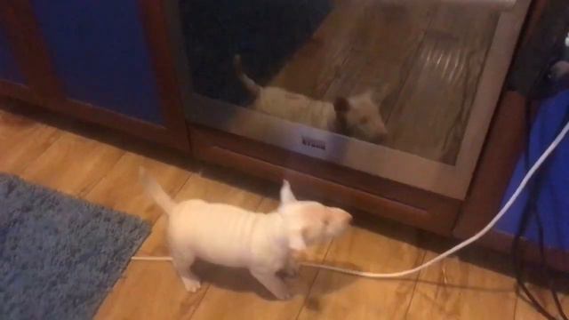 Щенки минибуляшки возраст 45 дней. смотреть онлайн