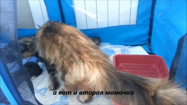 Котята Мейн Кун смотреть онлайн